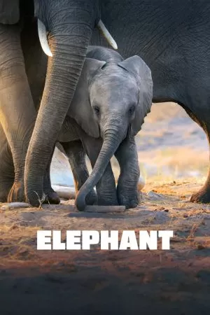 Elephant (2020) อัศจรรย์แห่งช้าง ดูหนังออนไลน์ HD